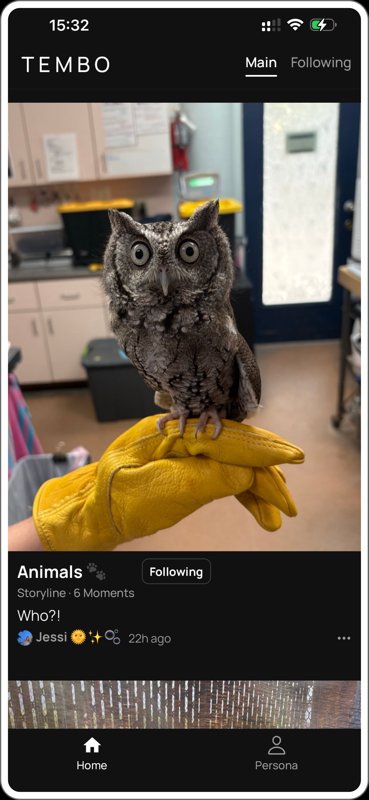 Tembo’s Main feed: an owl perched on a yellow glove, a Moment from Jessi’s Animals Storyline.